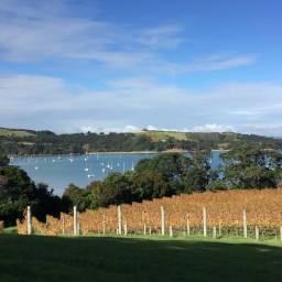 Waiheke Island, New Zealand:  In Pictures